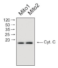 Cyt c | Cytochrome c in the group Antibodies Plant/Algal  / Mitochondria | Respiration at Agrisera AB (Antibodies for research) (AS08 343A)